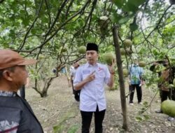 Sambangi Petani Jeruk Pamelo, Ibas Serap Aspirasi Warga Terkait Kelangkaan Pupuk Subsidi