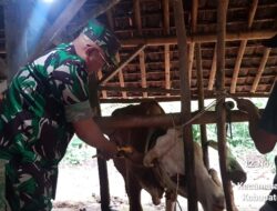 KODIM 0617/Majalengka Dampingi Kegiatan Penandaan Dan Pendataan Serta Vaksinasi Ternak