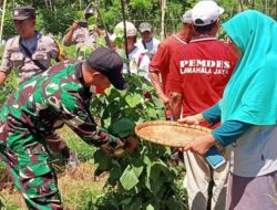 Babinsa Koramil 02 Adonara Menghadiri Kegiatan Panen Raya Di Wilayah Binaanya.