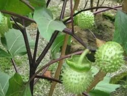 Inilah Lima Efek Samping ketika Mengkomsumsi Tumbuhan Kecubung