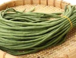 Kacang Panjang, Ini Sederet Khasiatnya bagi Tubuh