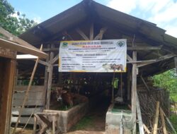 Beli Sapi 8 Ekor Rp.152 Juta, Harga Sama Rata Besar Kecil Sapi Rp.19 Juta: Begini Keterangan Direktur BUMDES Desa Panyosogan, Luragung Kuningan