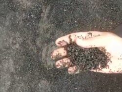 Diduga Pekerjaan Semi Hot Mix Asal Terapkan, Rumput Sudah Menjamur di Badan Jalan