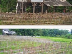 Rugi 99 % ! Pertanggungjawaban BUMDes Surabraja Tidak Cukup Hanya Diatas Kertas, Desa Cibeureum, Cibeureum Kabupaten Kuningan Jawa Barat