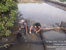 Panen Dini di BUMDes Amanah Disorot, Warga Tuntut Transparansi Dan Audit Terbuka