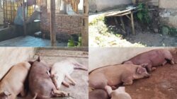 Kabupaten Kuningan: Dua Dekade Beroperasi, Pemilik Jagal Babi Di kecamatan Cigugur Akui Tak Miliki Izin Resmi