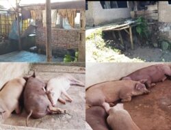 Kabupaten Kuningan: Dua Dekade Beroperasi, Pemilik Jagal Babi Di kecamatan Cigugur Akui Tak Miliki Izin Resmi