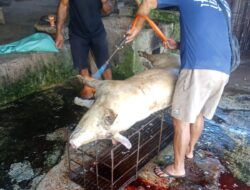 Legalitas Usaha Jagal Babi Di Kabupaten Kuningan Dipertanyakan, Pemkab Diminta Tegas Awasi Perizinan