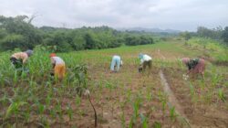 ADA APA ? ? ? Dimintai Penjelasan Soal Tanam Jagung, Direktur BUMDesa Lestari Desa Cibingbin Lempar Tanggung Jawab ke Manajer