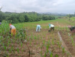ADA APA ? ? ? Dimintai Penjelasan Soal Tanam Jagung, Direktur BUMDesa Lestari Desa Cibingbin Lempar Tanggung Jawab ke Manajer