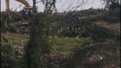 HTNI laporkan PT. Arara Abadi Gali Parit Hajah 1 KM Rusak Lokasi Bendungan Pengairan Cetak Sawah 1000 ha Dusun IV Plambayan Desa Kotagaro