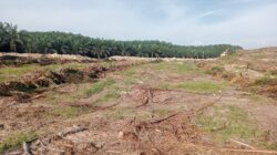 PT ARARA ABADI PORAK-PORANDAKAN LAHAN CETAK SAWAH 1000 HA PROGRAM PANGAN NASIONAL500 Petani Jadi Korban