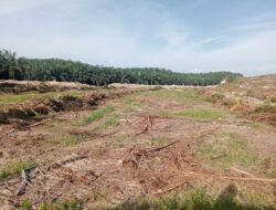 PT ARARA ABADI PORAK-PORANDAKAN LAHAN CETAK SAWAH 1000 HA PROGRAM PANGAN NASIONAL500 Petani Jadi Korban