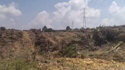 PENGAKUAN LUTHFI: 180 HA KEBUN SAWIT KUD KARYA BARU DIRATAKAN, RUGI CAPAI Rp55 MILIAR LEBIHHumas PT Arara Abadi Akui Eksekusi Tanpa Surat, 5 Excavator Babat Buta, 500 Petani Swasembada Jadi Korban
