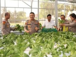 Kapolres Metro Jakarta Barat Tinjau SPPG dan Panen Sayuran Pokcoy Di Greenhouse SPPG Polri Palmerah