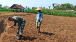 Dukung Ketahanan Pangan Nasional, Babinsa Selorejo Dampingi Petani Siapkan Lahan Tanam Jagung di Desa Boro