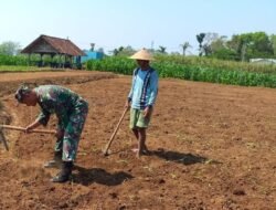 Dukung Ketahanan Pangan Nasional, Babinsa Selorejo Dampingi Petani Siapkan Lahan Tanam Jagung di Desa Boro