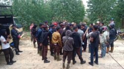 OTT OLEH PETANI! ANIL HUMAS PT ARARA ABADI TERTANGKAP TANGAN RAMPAS 180 HA LAHAN MKGR DI KAMPAR