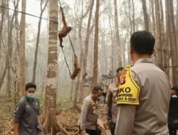 Polri Perkuat Perlindungan Orang Utan dari Ancaman Karhutla